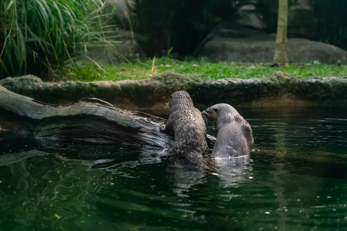 Otter, Mink or Water Vole? Identifying Riverbank Mammals from Tracks and Signs